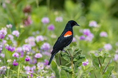 Upcoming Events in Buckingham!