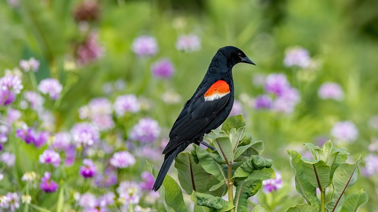 Spring in Buckingham