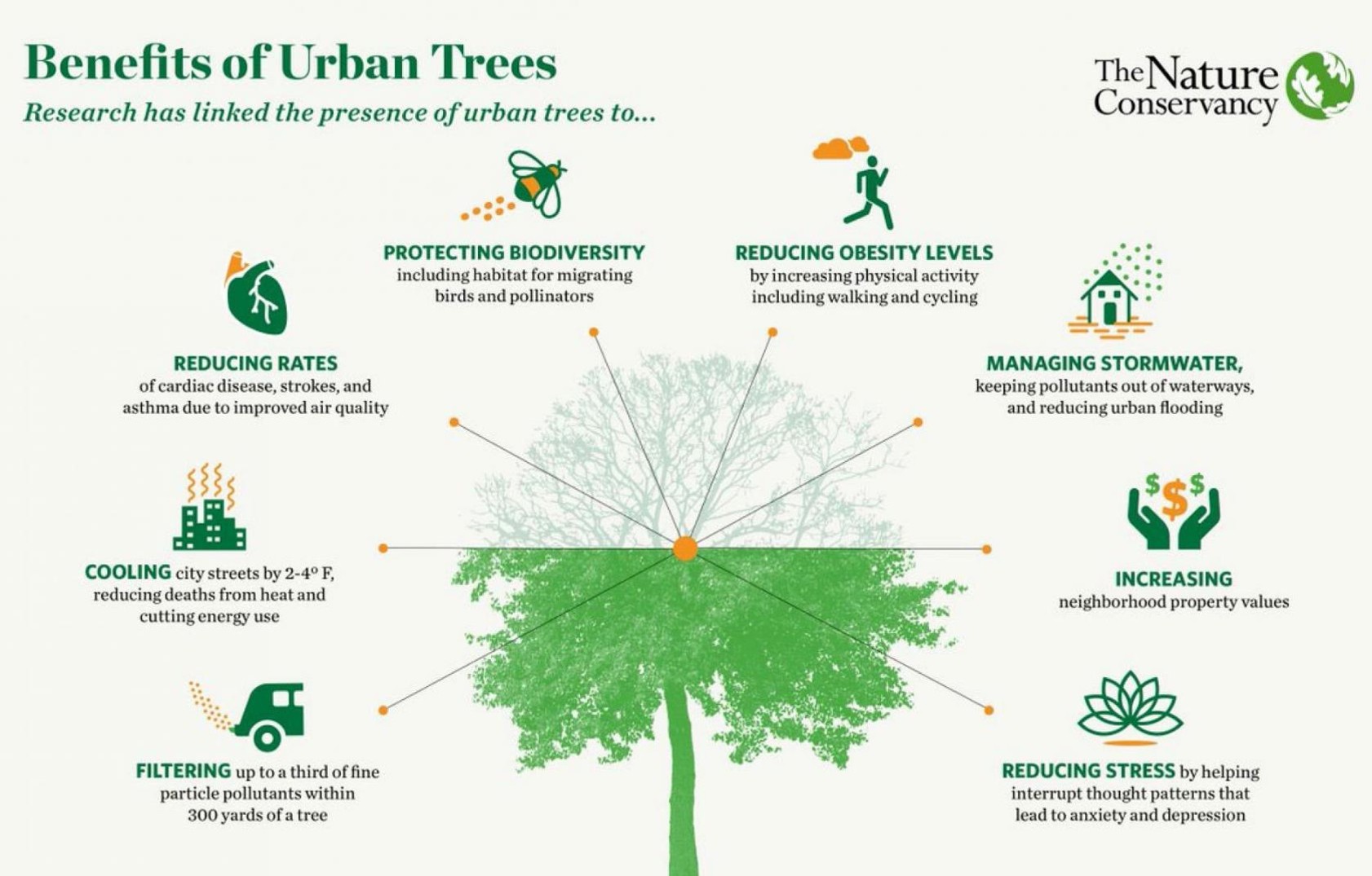 In Case You Missed It: Branching Out with Better Tree Care