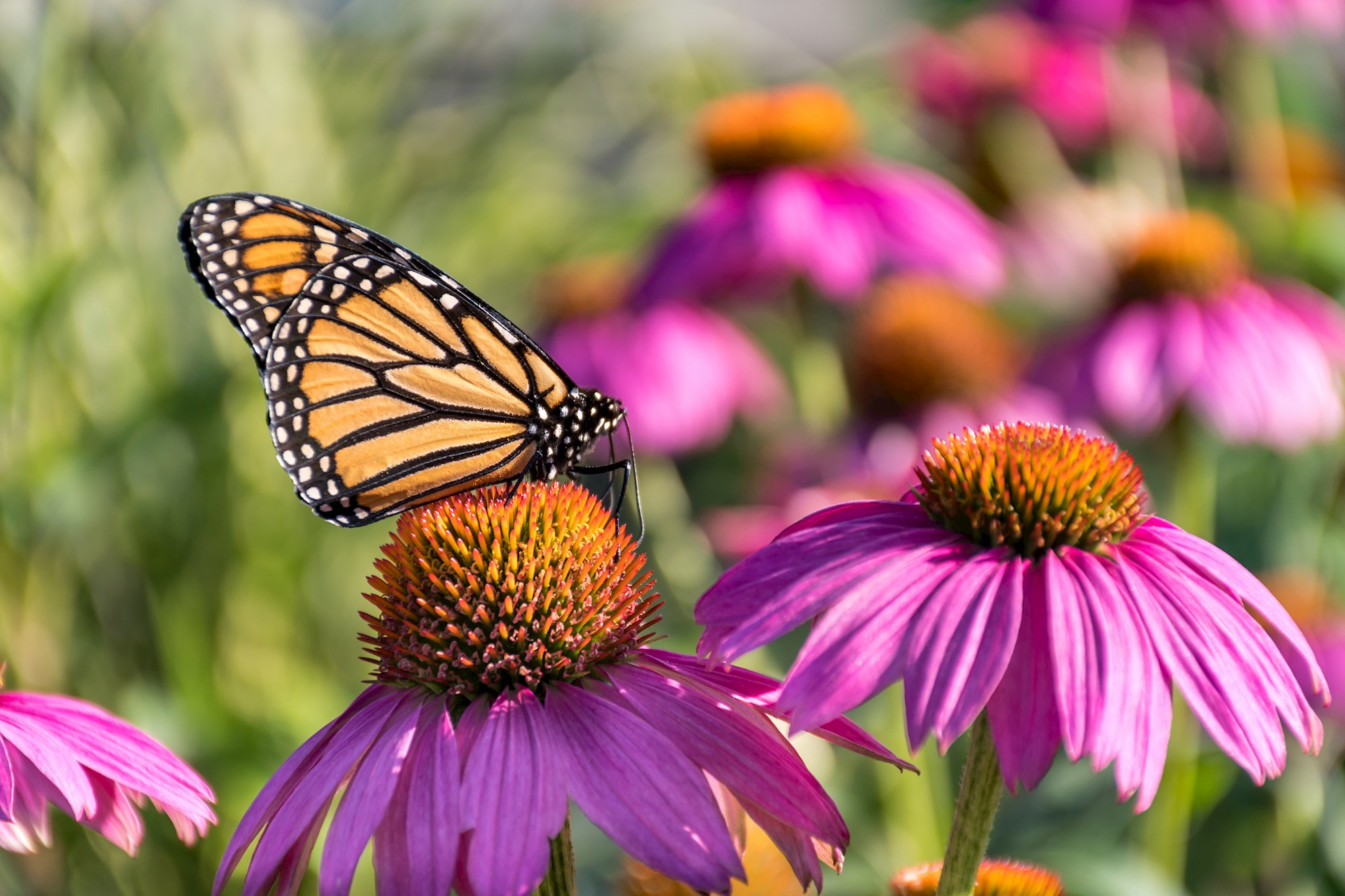 Recent Events & Programs from the Buckingham EAC