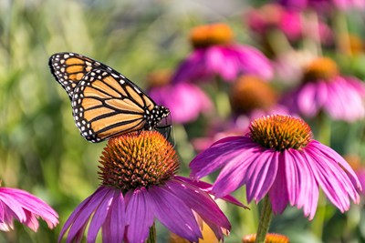 Recent Events & Programs from the Buckingham EAC